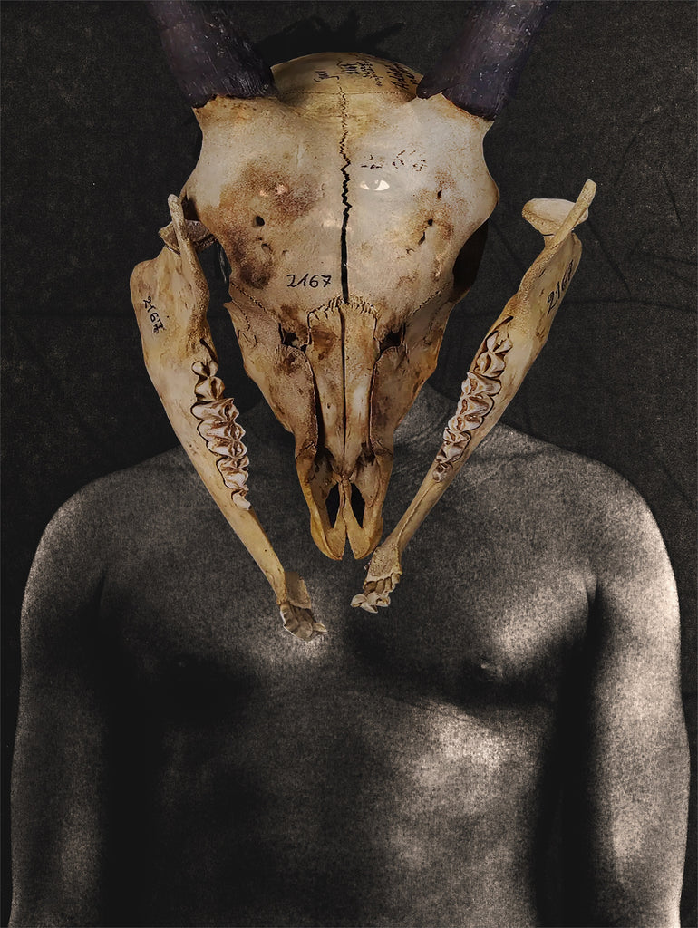 Alcelaphuslichtensteiniischmittuganda