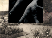 Osculum