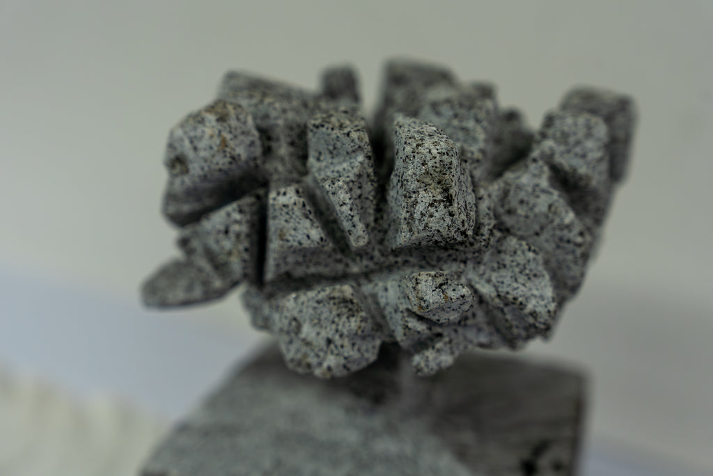 Série " Árvore e Solo"