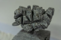 Série " Árvore e Solo"