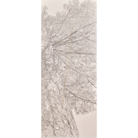 FILIGREE FOREST_4