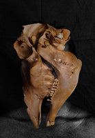 Alcelaphusbuselaphus