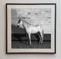 Cavalo