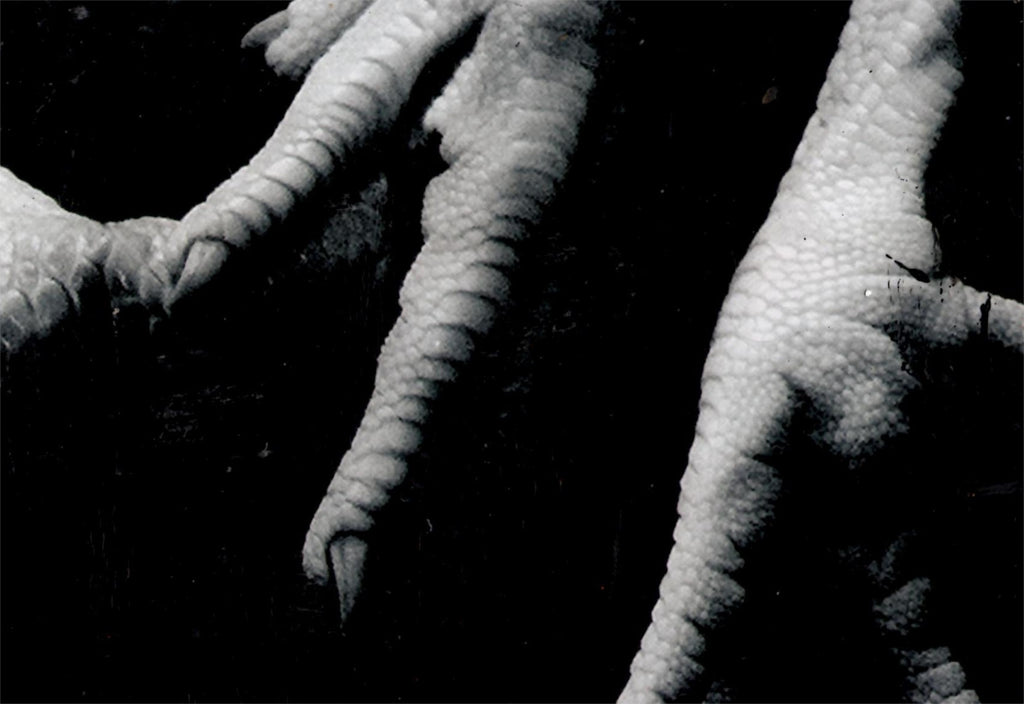 Osculum