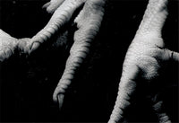Osculum