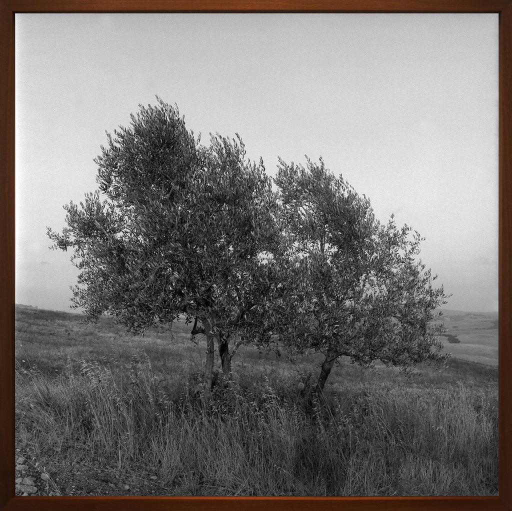 Volterra