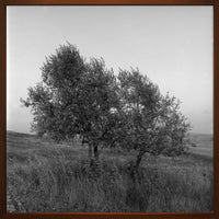 Volterra