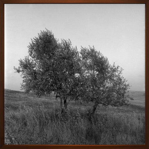 Volterra